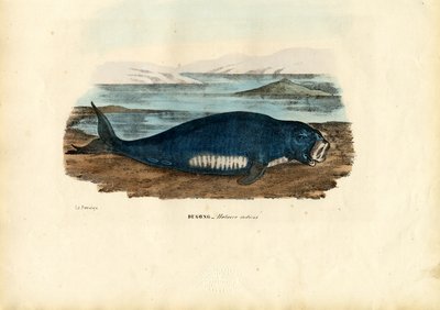 Dugong by Raimundo Petraroja